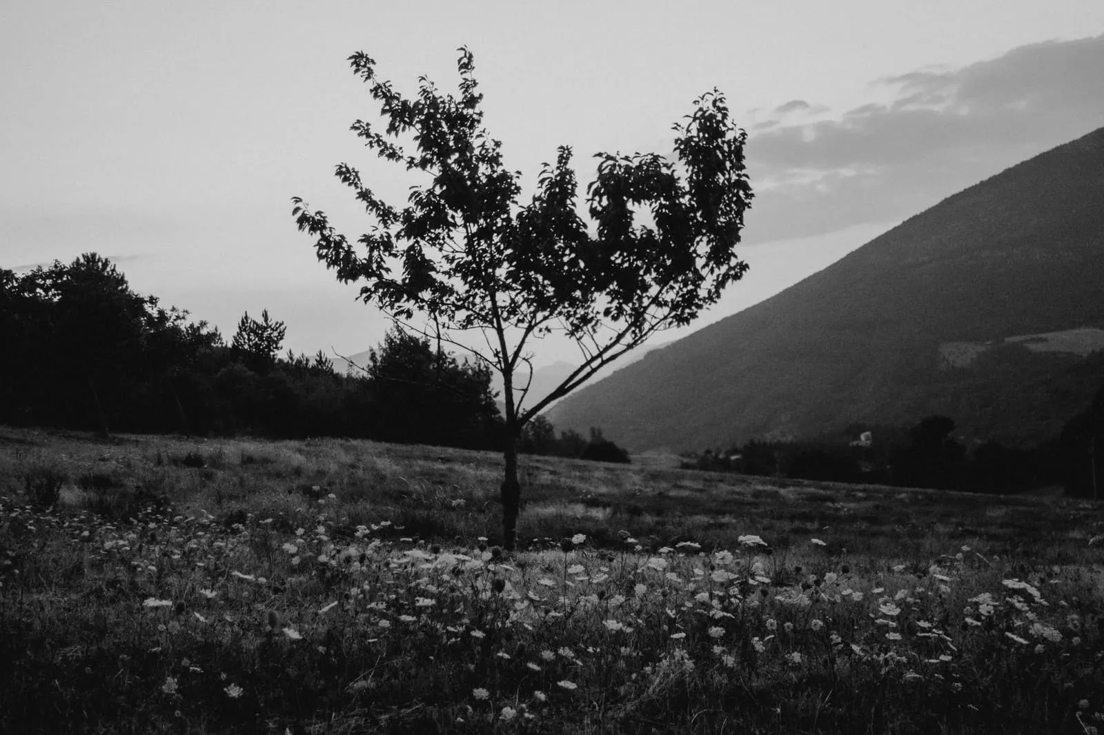 Été 2026 : La Drôme provençale, photo 14