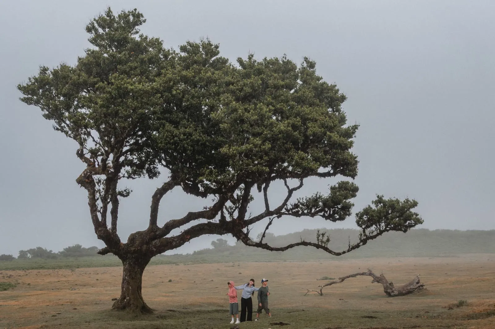 Été 2026 : Madère, photo 26