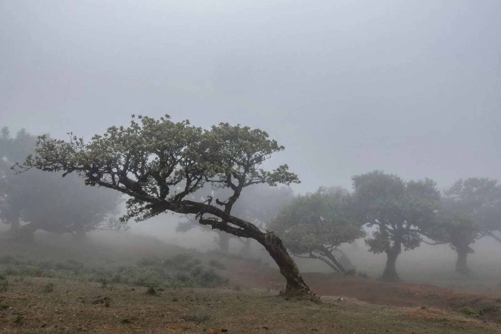 Été 2026 : Madère, photo 27